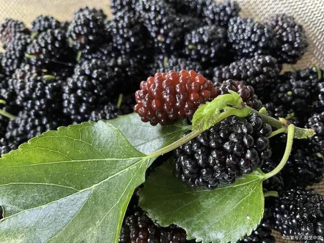 桑葚的功效與作用，桑葚泡酒的制作方法
