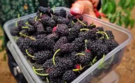 桑葚制作酒方法和配方_桑葚酒的制作方法_桑葚酒制作方法視頻