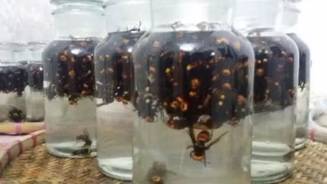 虎頭蜂泡白酒_虎頭蜂泡酒是喝還是擦_虎頭蜂泡酒有什么功效