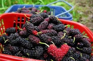 發酵桑葚酒的做法_桑葚酒自然發酵做法_發酵做法桑葚酒自然發酵多久