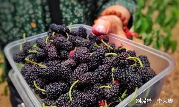 泡酒用新鮮桑葚還是桑葚干_泡酒的桑葚怎么吃_新鮮桑葚泡酒的方法和配比