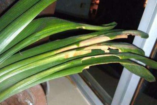 君子蘭澆啤酒的好處_啤酒澆君子蘭有什么好處_啤酒澆花君子蘭