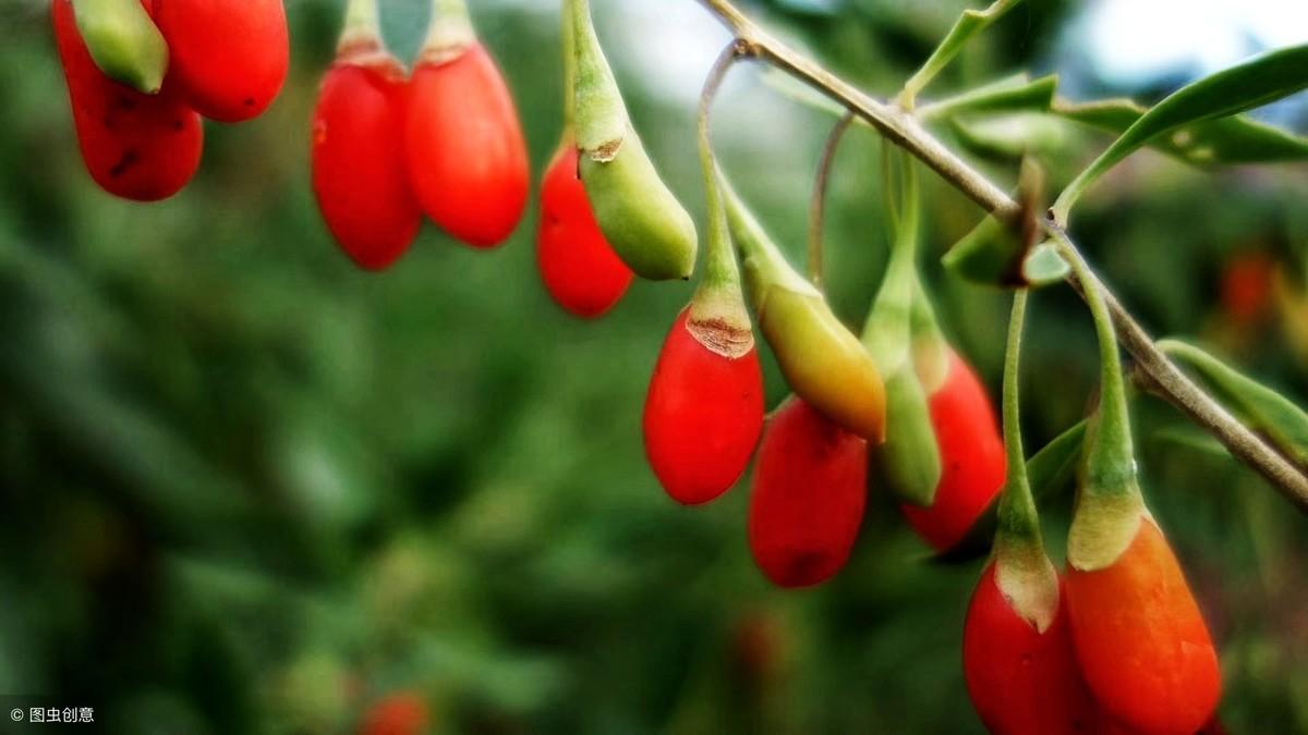 泡酒配方杜仲最佳是什么顏色_杜仲泡酒的最佳配方是_杜仲泡酒加什么藥方最好