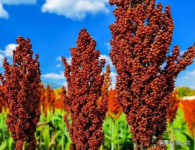 茅臺(tái)酒回收高價(jià)回收_回收茅臺(tái)價(jià)酒高不高_(dá)回收茅臺(tái)價(jià)酒高嗎