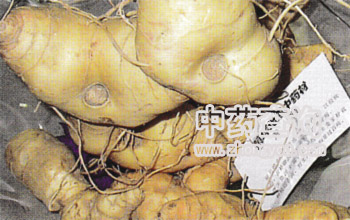 酒黃精的功效_酒黃精的功效_酒黃精的功效