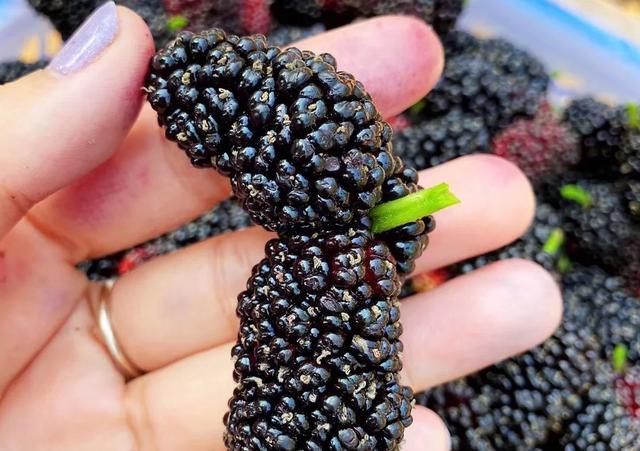 白酒泡干桑葚酒的做法竅門_白酒泡干桑葚怎么泡_一斤桑葚干泡多少白酒