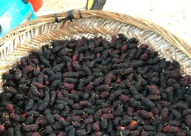 一斤桑葚干泡多少白酒_白酒泡干桑葚怎么泡_白酒泡干桑葚酒的做法竅門