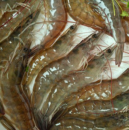 喝完酒能吃阿莫西林嗎_喝完酒阿莫西林可以吃嗎_喝完能吃酒阿莫西林膠囊嗎