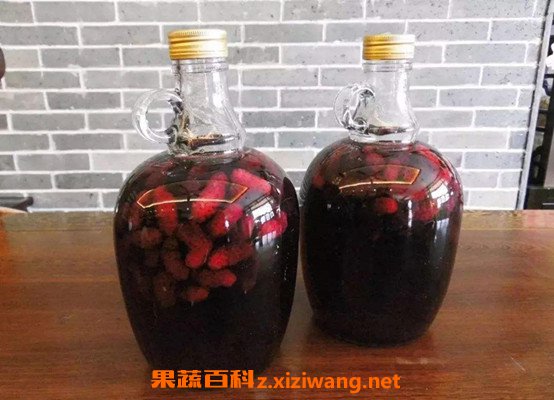 泡酒功效桑果怎么泡_桑果泡酒的功效與作_桑果泡酒功效