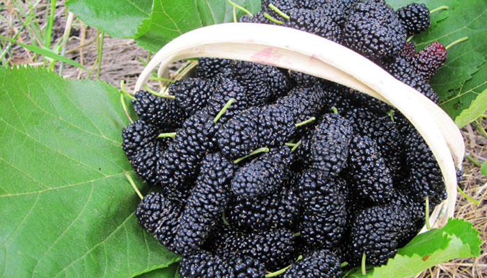 桑葚酒的藥用_桑葚酒的作用與功效_桑葚酒的藥用價值