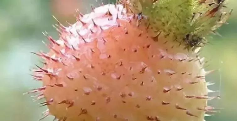 泡酒獼猴桃功效作用及禁忌_泡酒獼猴桃功效作用與禁忌_獼猴桃泡酒的功效和作用