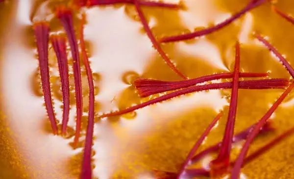 蛋酒的營養價值_蛋酒的功效與禁忌_蛋酒的作用與功效