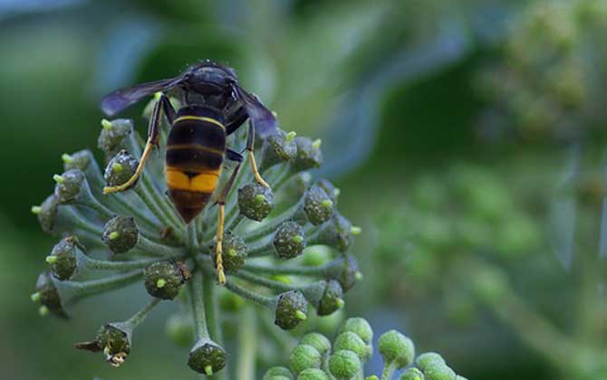 蜂酒的功效與作用_蜂類泡酒的功效與作用_蜂酒的功效