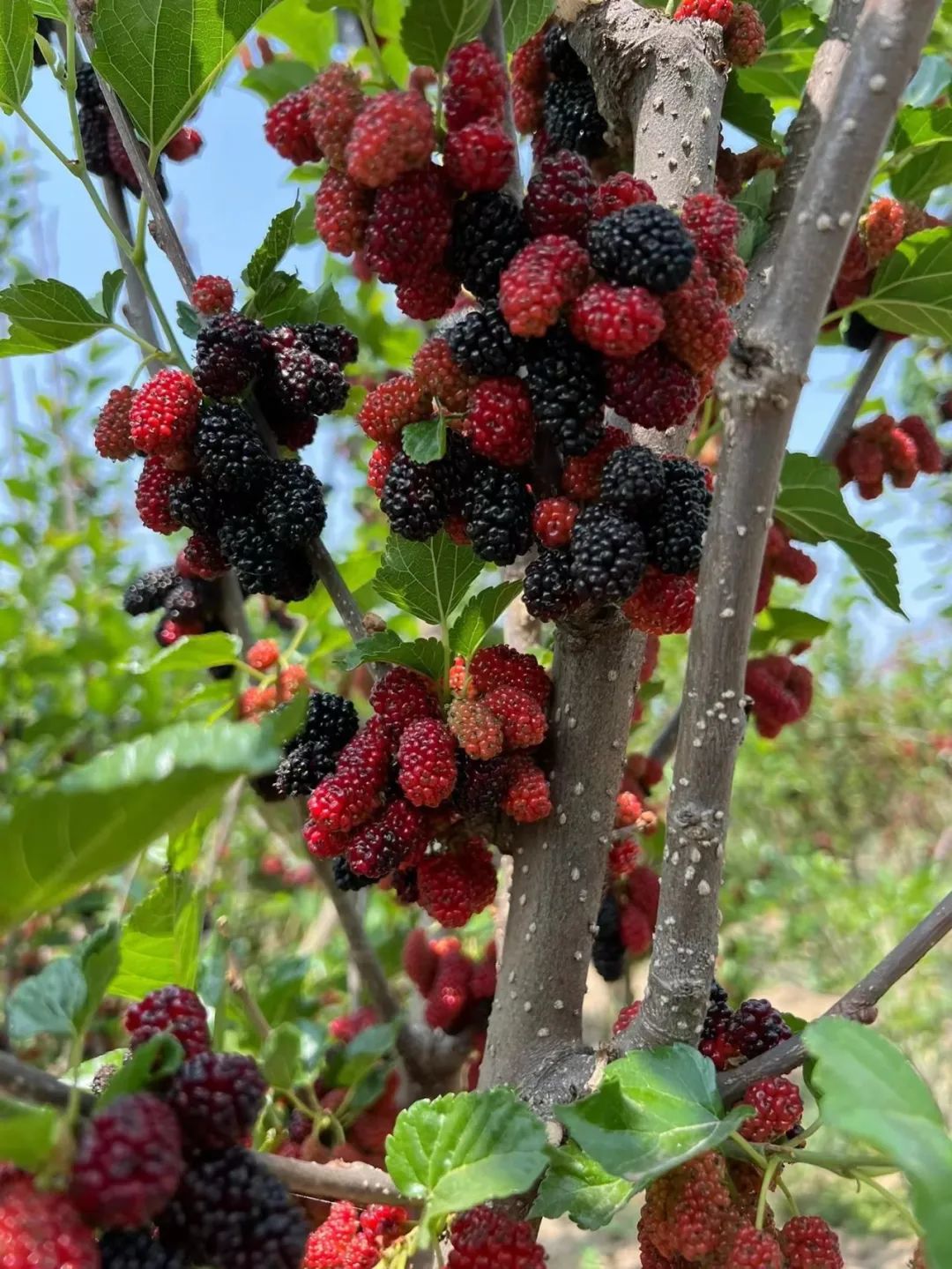 一杯桑葚酒，助你養腎護肝！你知道桑葚可以和什么一起泡酒嗎？